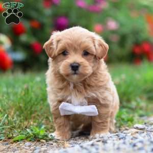Tommy, Maltipoo Puppy